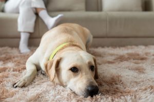 Pet Friendly Floors Installation